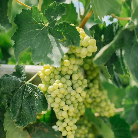 Ktima Tzaneti - Coastal