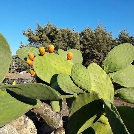 Tatil Evi Ktima Tzaneti - Coastal *