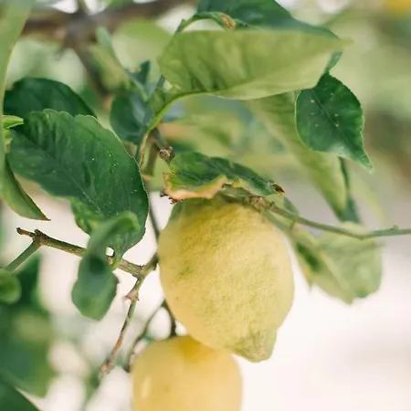 Tatil Evi Ktima Tzaneti - Coastal