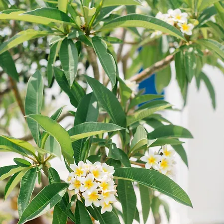 Ktima Tzaneti - Coastal בית נופש *