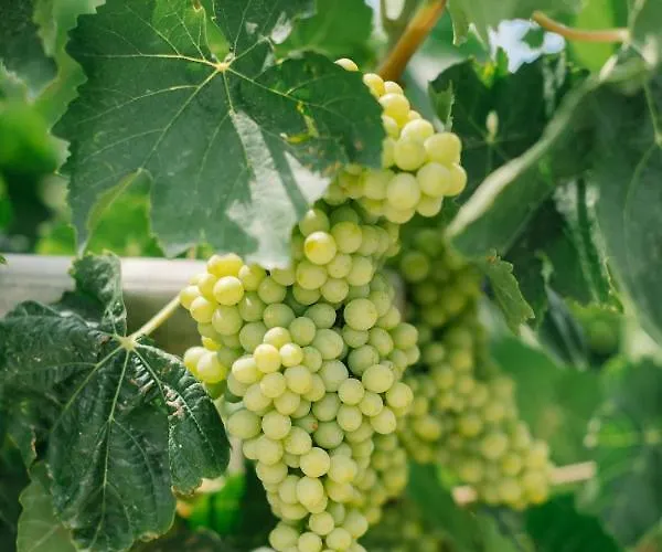 Ktima Tzaneti - Coastal