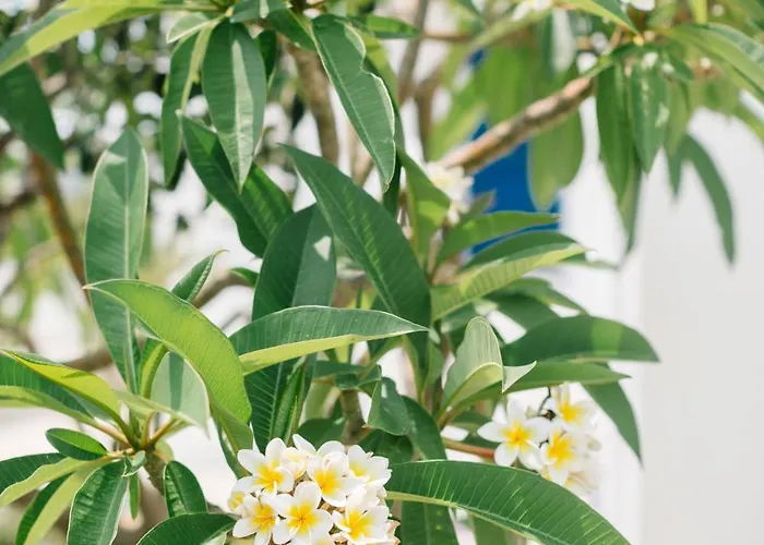 Ktima Tzaneti - Coastal בית נופש *