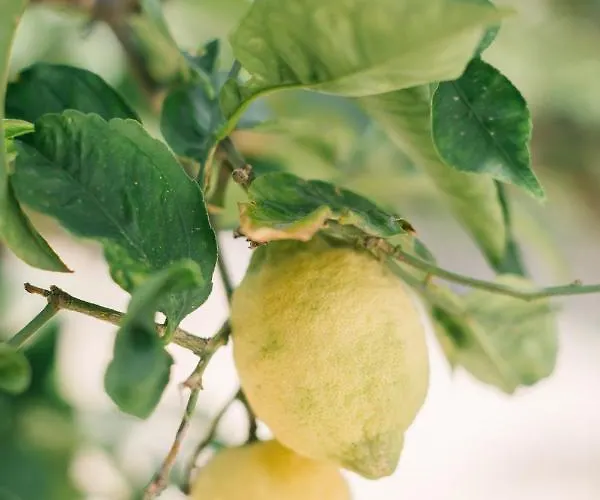 Ferienhaus Ktima Tzaneti - Coastal